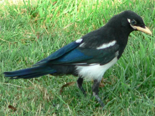 File:Pica nuttalli 08036.JPG