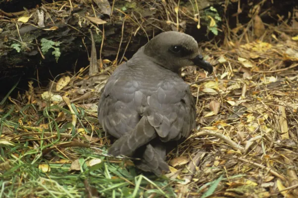 File:Pterodroma magentae 1251791.jpg