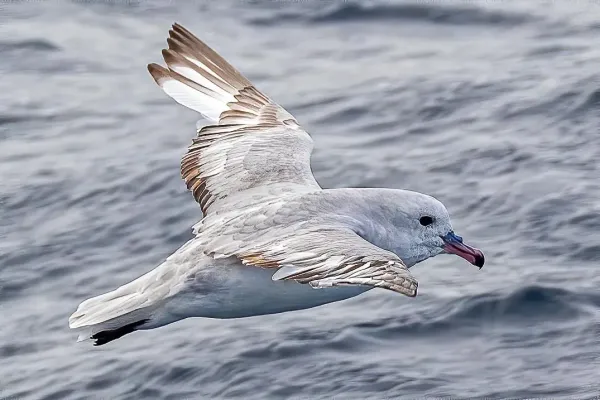 File:Fulmarus glacialoides 229766299.jpg