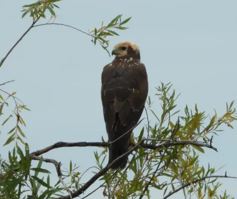 File:Circus spilonotus 232045041.jpg