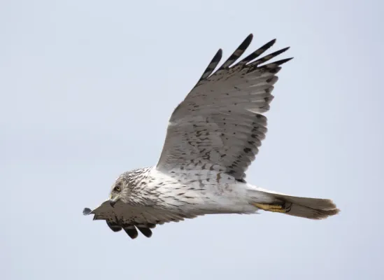 File:Circus spilonotus 127663648.jpg