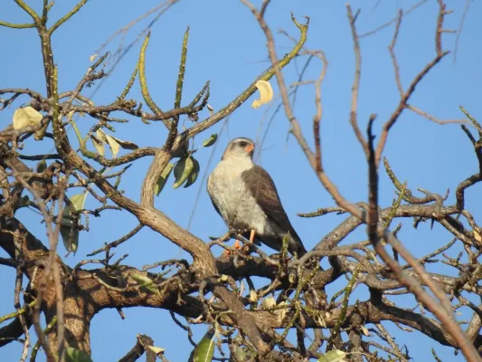 File:Accipiter ovampensis 86899094.jpg