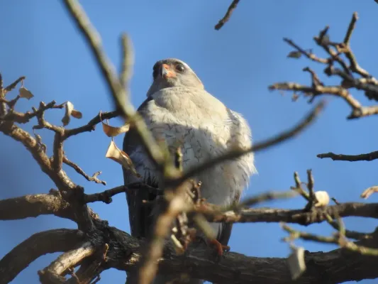File:Accipiter ovampensis 86899083.jpg