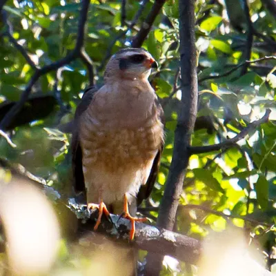 File:Accipiter ovampensis 878999.jpg