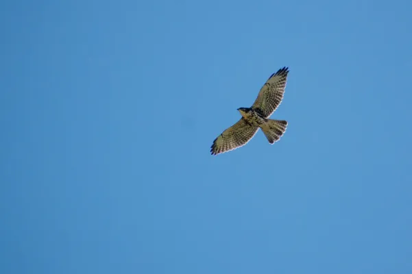 File:Buteo albigula 257623918.jpg