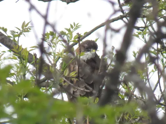 File:Buteo albigula 178161371.jpg