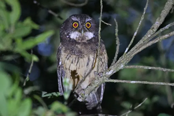 File:Megascops albogularis 239631611.jpg