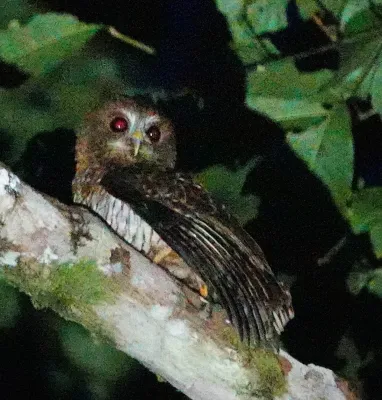 File:Ninox squamipila 246924186.jpg
