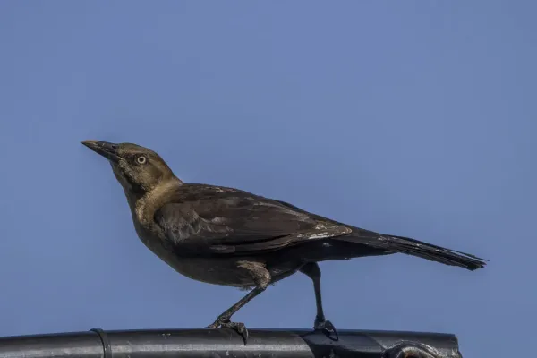 File:Great-tailed grackle (Quiscalus mexicanus mexicanus) female Rio Dulce.jpg