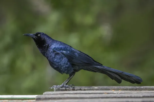 File:Great-tailed grackle (Quiscalus mexicanus mexicanus) male Copan.jpg