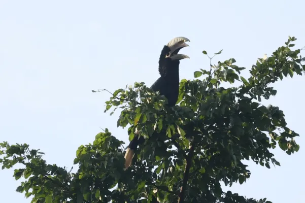 File:Bycanistes albotibialis 238861072.jpg