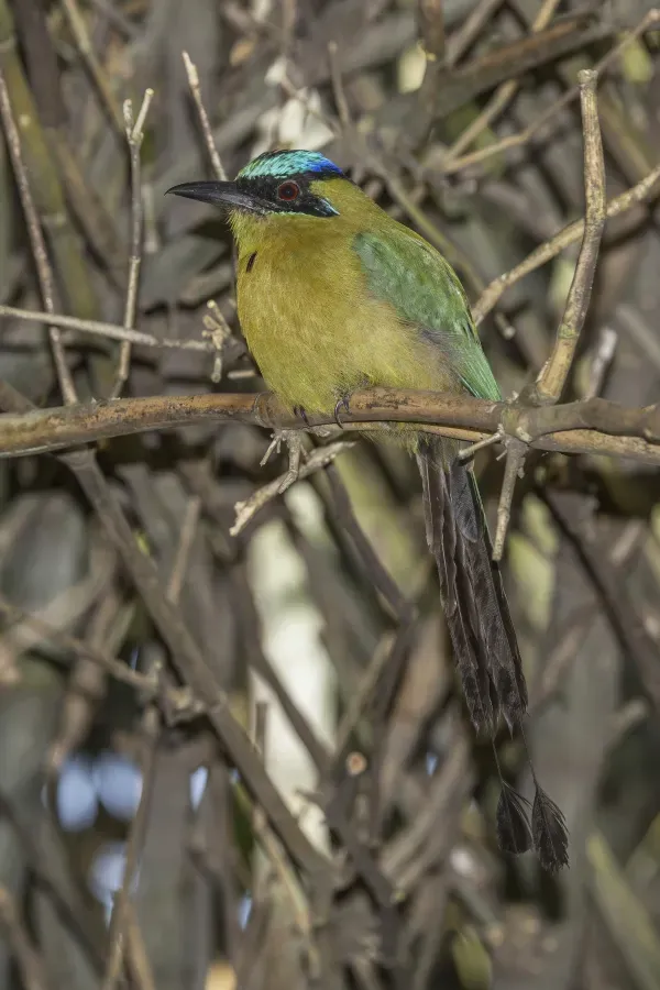File:Lesson's motmot (Momotus lessonii lessonii) Los Tarrales.jpg