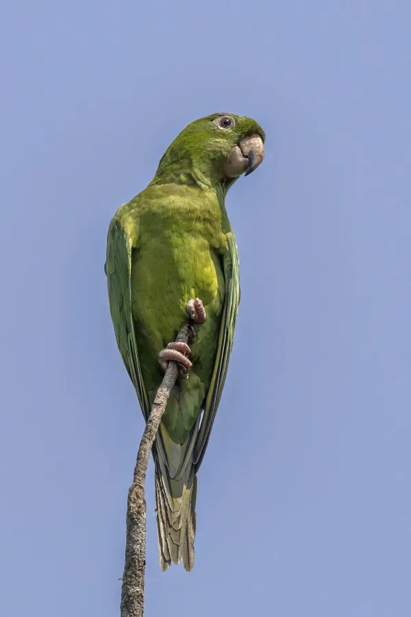 File:Pacific parakeet (Psittacara strenuus) Los Tarrales.jpg