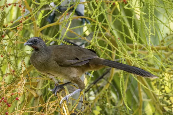 File:Plain chachalaca (Ortalis vetula vetula) Cayo.jpg
