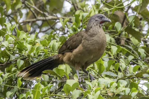 File:Plain chachalaca (Ortalis vetula vetula) Peten.jpg