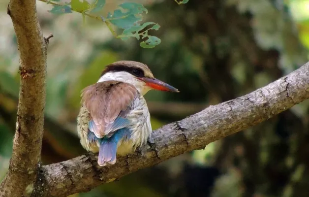 File:Halcyon chelicuti 257284436.jpg