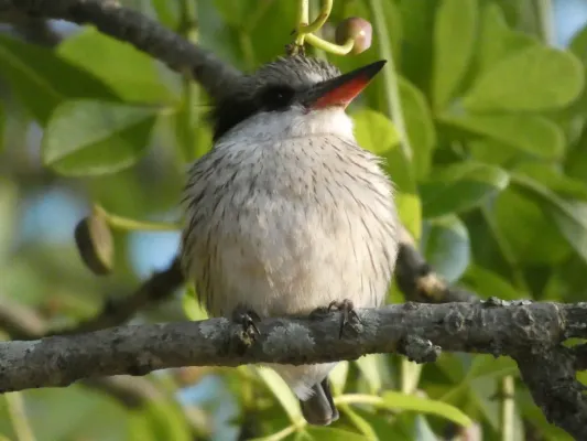 File:Halcyon chelicuti chelicuti 230256798.jpg