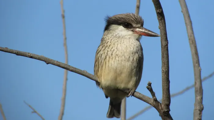 File:Halcyon chelicuti chelicuti 80229286.jpg