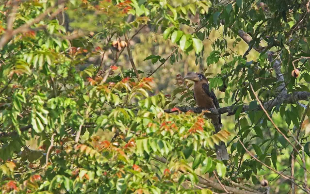 File:Anorrhinus tickelli 105160959.jpg