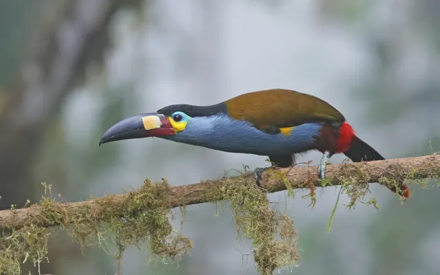 File:Andigena laminirostris 104815183.jpg