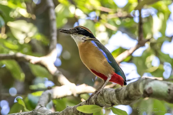 File:Pitta megarhyncha 262614180.jpg