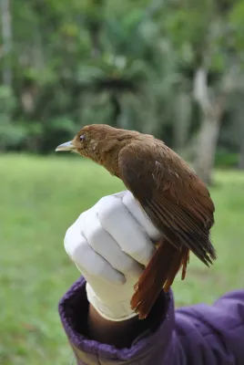 File:Clibanornis rectirostris 46518067.jpg