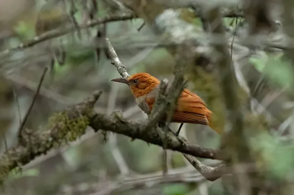 File:Clibanornis erythrocephalus 256051162.jpg