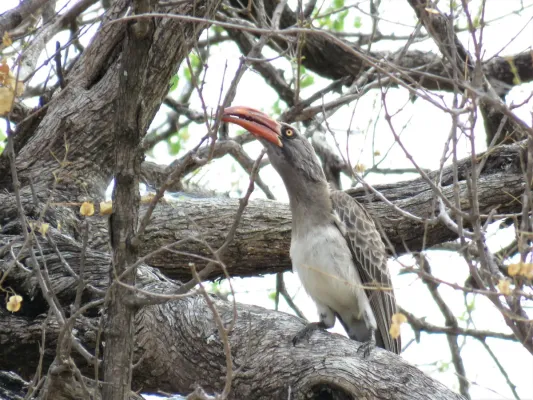 File:Lophoceros bradfieldi 225219456.jpg