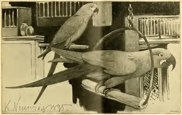File:Die gefiederte Welt. Jg. 025, 1896 - Cyanopsitta spixii, Anodorhynchus glaucus - Karl Neunzig 1895 (crop).jpg