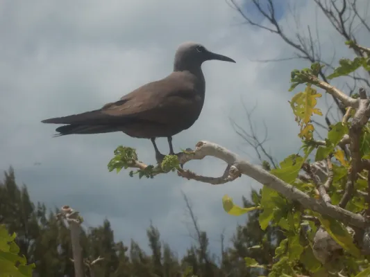 File:Anous tenuirostris 01.jpg