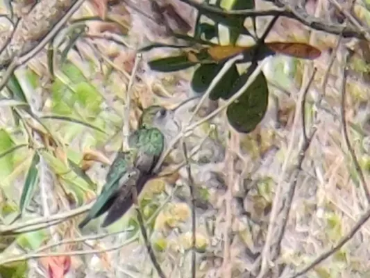 File:Campylopterus diamantinensis 233219885.jpg