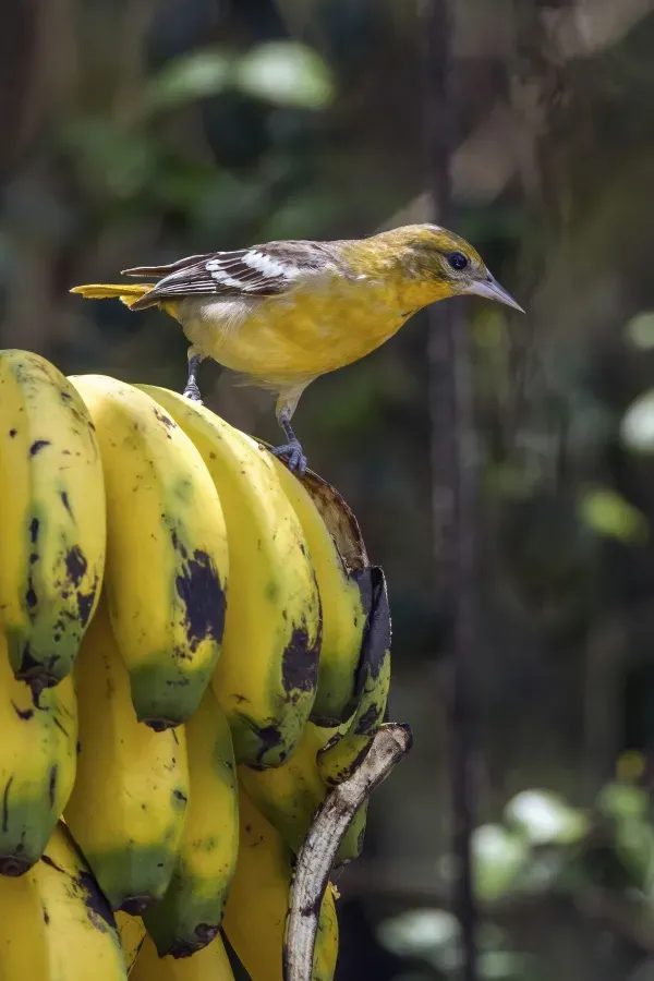 File:Baltimore oriole (Icterus galbula) female Los Tarrales.jpg