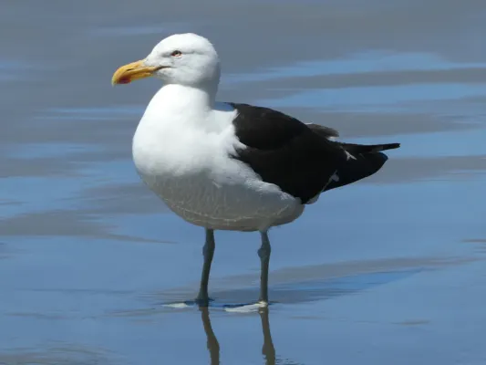 File:Gaviota dominicana (Larus dominicanus). Puñihuil. Chiloé. Chile.jpg