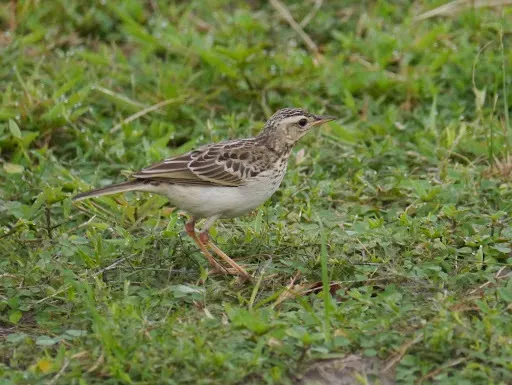 File:Anthus pallidiventris 228317.jpg