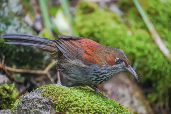 File:Erythrogenys swinhoei.jpg
