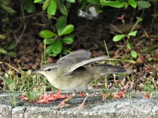 File:Helopsaltes pleskei, Hong Kong 234660770.jpg