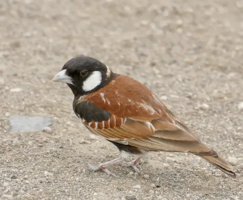 File:Chestnut-backed Sparrow-Lark (Eremopterix leucotis) male ... (52780426302).jpg