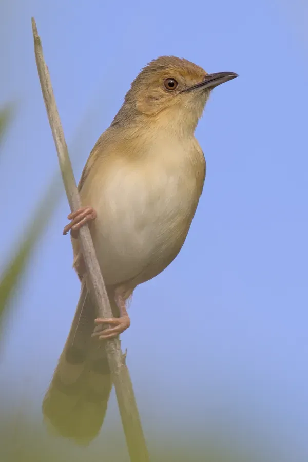 File:Red-faced cisticola (Cisticola erythrops) in the reeds of the dry river bed at Raptors View Wildlife Estate, Limpopo Province, South Africa.jpg