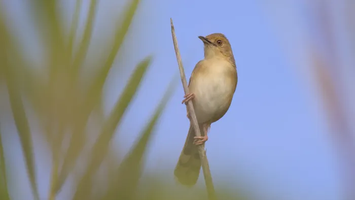 File:Red-faced cisticola (Cisticola erythrops) in the reeds of the dry river bed at Raptors View Wildlife Estate, Limpopo Province, South Africa - 52615450118.jpg