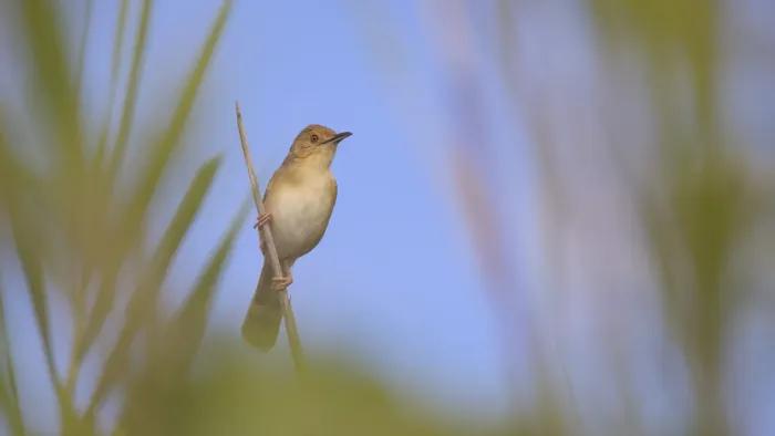 File:Red-faced cisticola (Cisticola erythrops) in the reeds of the dry river bed at Raptors View Wildlife Estate, Limpopo Province, South Africa - 52614960686.jpg