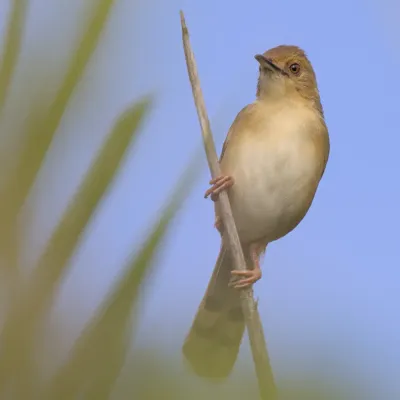 File:Red-faced cisticola (Cisticola erythrops) in the reeds of the dry river bed at Raptors View Wildlife Estate, Limpopo Province, South Africa - 52615219579.jpg