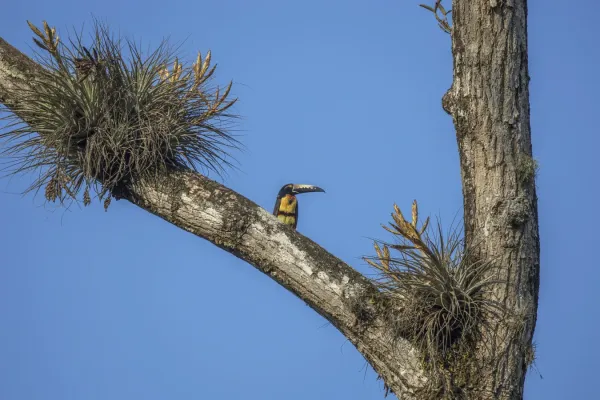File:Collared aracari (Pteroglossus torquatus torquatus) Los Tarrales 2.jpg