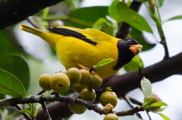 File:Linurgus olivaceus 63247076.jpg