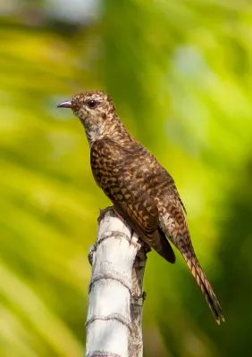 File:Plaintive Cuckoo Cacomantis merulinus (female).jpg