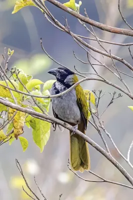 File:Black-headed saltator (Saltator atriceps) Copan.jpg