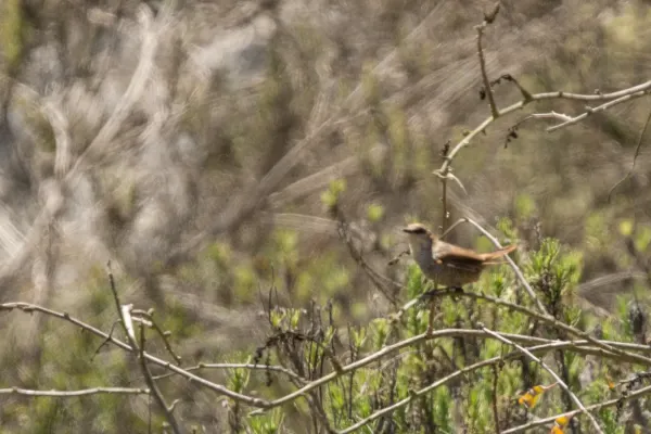 File:Scelorchilus albicollis.jpg