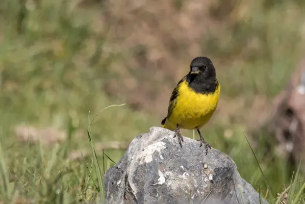 File:Spinus uropygialis.jpg