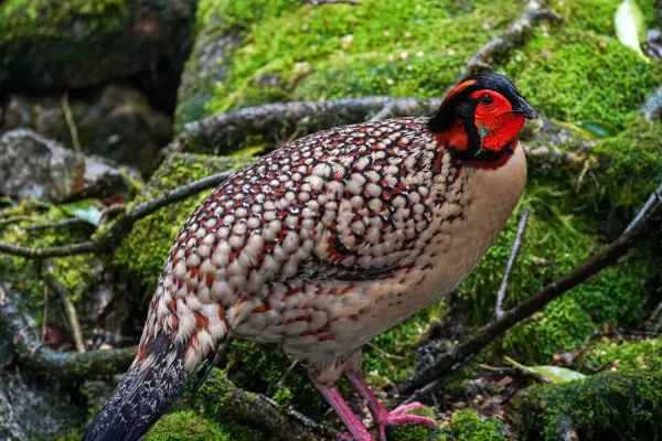 File:Tragopan caboti 01.jpg