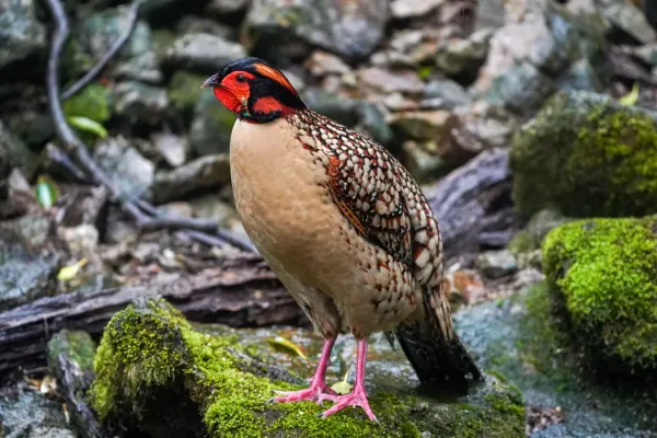 File:Tragopan caboti 03.jpg