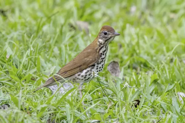 File:Wood thrush (Hylocichla mustelina) Peten.jpg